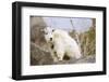 Mountain Goat Kid-Hal Beral-Framed Photographic Print