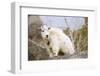 Mountain Goat Kid-Hal Beral-Framed Photographic Print