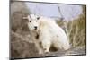 Mountain Goat Kid-Hal Beral-Mounted Photographic Print