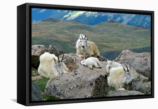 Mountain Goat Kids-Lantern Press-Framed Stretched Canvas