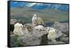 Mountain Goat Kids-Lantern Press-Framed Stretched Canvas