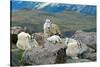 Mountain Goat Kids-Lantern Press-Stretched Canvas