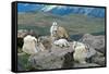 Mountain Goat Kids-Lantern Press-Framed Stretched Canvas