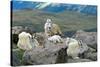 Mountain Goat Kids-Lantern Press-Stretched Canvas