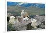 Mountain Goat Kids-Lantern Press-Framed Art Print