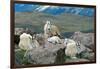 Mountain Goat Kids-Lantern Press-Framed Art Print