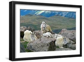 Mountain Goat Kids-Lantern Press-Framed Art Print