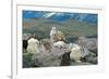 Mountain Goat Kids-Lantern Press-Framed Art Print