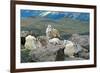 Mountain Goat Kids-Lantern Press-Framed Art Print