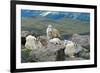 Mountain Goat Kids-Lantern Press-Framed Art Print