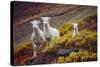 Mountain Goat Kids-Lantern Press-Stretched Canvas