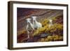 Mountain Goat Kids-Lantern Press-Framed Art Print