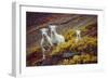 Mountain Goat Kids-Lantern Press-Framed Art Print