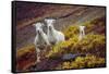 Mountain Goat Kids-Lantern Press-Framed Stretched Canvas