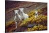 Mountain Goat Kids-Lantern Press-Stretched Canvas