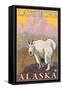 Mountain Goat, Latouche, Alaska-Lantern Press-Framed Stretched Canvas