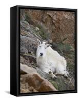 Mountain Goat, Mount Evans, Colorado, United States of America, North America-James Hager-Framed Stretched Canvas