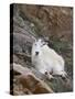Mountain Goat, Mount Evans, Colorado, United States of America, North America-James Hager-Stretched Canvas