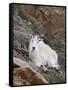 Mountain Goat, Mount Evans, Colorado, United States of America, North America-James Hager-Framed Stretched Canvas