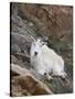 Mountain Goat, Mount Evans, Colorado, United States of America, North America-James Hager-Stretched Canvas