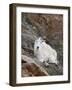 Mountain Goat, Mount Evans, Colorado, United States of America, North America-James Hager-Framed Photographic Print