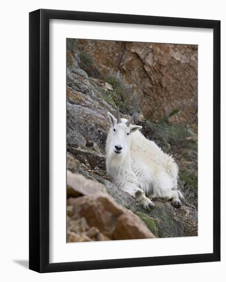 Mountain Goat, Mount Evans, Colorado, United States of America, North America-James Hager-Framed Photographic Print