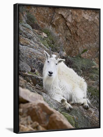 Mountain Goat, Mount Evans, Colorado, United States of America, North America-James Hager-Framed Photographic Print