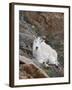 Mountain Goat, Mount Evans, Colorado, United States of America, North America-James Hager-Framed Photographic Print