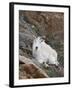 Mountain Goat, Mount Evans, Colorado, United States of America, North America-James Hager-Framed Photographic Print