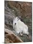 Mountain Goat, Mount Evans, Colorado, United States of America, North America-James Hager-Mounted Photographic Print