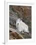 Mountain Goat, Mount Evans, Colorado, United States of America, North America-James Hager-Framed Photographic Print