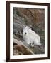 Mountain Goat, Mount Evans, Colorado, United States of America, North America-James Hager-Framed Photographic Print