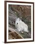 Mountain Goat, Mount Evans, Colorado, United States of America, North America-James Hager-Framed Photographic Print