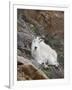 Mountain Goat, Mount Evans, Colorado, United States of America, North America-James Hager-Framed Photographic Print