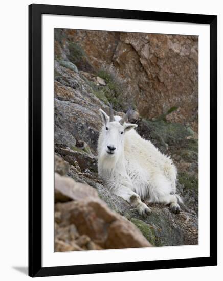 Mountain Goat, Mount Evans, Colorado, United States of America, North America-James Hager-Framed Photographic Print