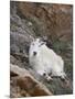 Mountain Goat, Mount Evans, Colorado, United States of America, North America-James Hager-Mounted Photographic Print