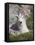 Mountain Goat, Mount Evans, Colorado-James Hager-Framed Stretched Canvas