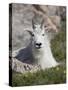Mountain Goat, Mount Evans, Colorado-James Hager-Stretched Canvas