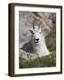 Mountain Goat, Mount Evans, Colorado-James Hager-Framed Photographic Print