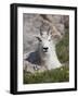 Mountain Goat, Mount Evans, Colorado-James Hager-Framed Photographic Print