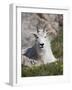 Mountain Goat, Mount Evans, Colorado-James Hager-Framed Photographic Print