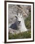 Mountain Goat, Mount Evans, Colorado-James Hager-Framed Photographic Print