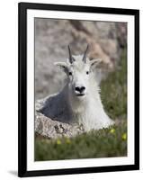 Mountain Goat, Mount Evans, Colorado-James Hager-Framed Photographic Print