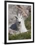 Mountain Goat, Mount Evans, Colorado-James Hager-Framed Photographic Print