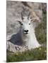 Mountain Goat, Mount Evans, Colorado-James Hager-Mounted Photographic Print