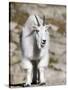 Mountain Goat, Mount Evans, Rocky Mountains, Colorado, USA-Diane Johnson-Stretched Canvas