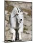 Mountain Goat, Mount Evans, Rocky Mountains, Colorado, USA-Diane Johnson-Mounted Photographic Print