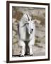 Mountain Goat, Mount Evans, Rocky Mountains, Colorado, USA-Diane Johnson-Framed Photographic Print