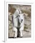 Mountain Goat, Mount Evans, Rocky Mountains, Colorado, USA-Diane Johnson-Framed Photographic Print