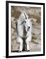 Mountain Goat, Mount Evans, Rocky Mountains, Colorado, USA-Diane Johnson-Framed Photographic Print